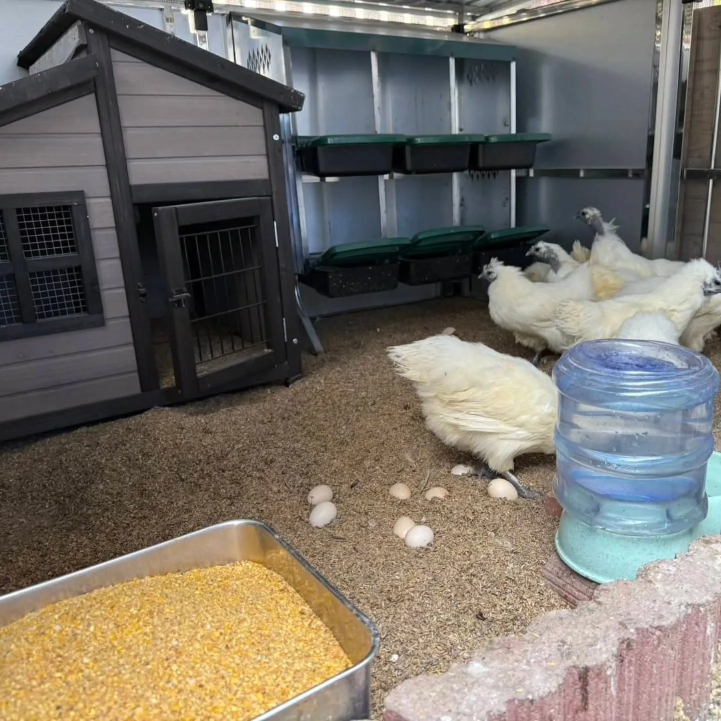 烏骨鶏、広いお部屋に引っ越ししました❗️とてもご機嫌です。