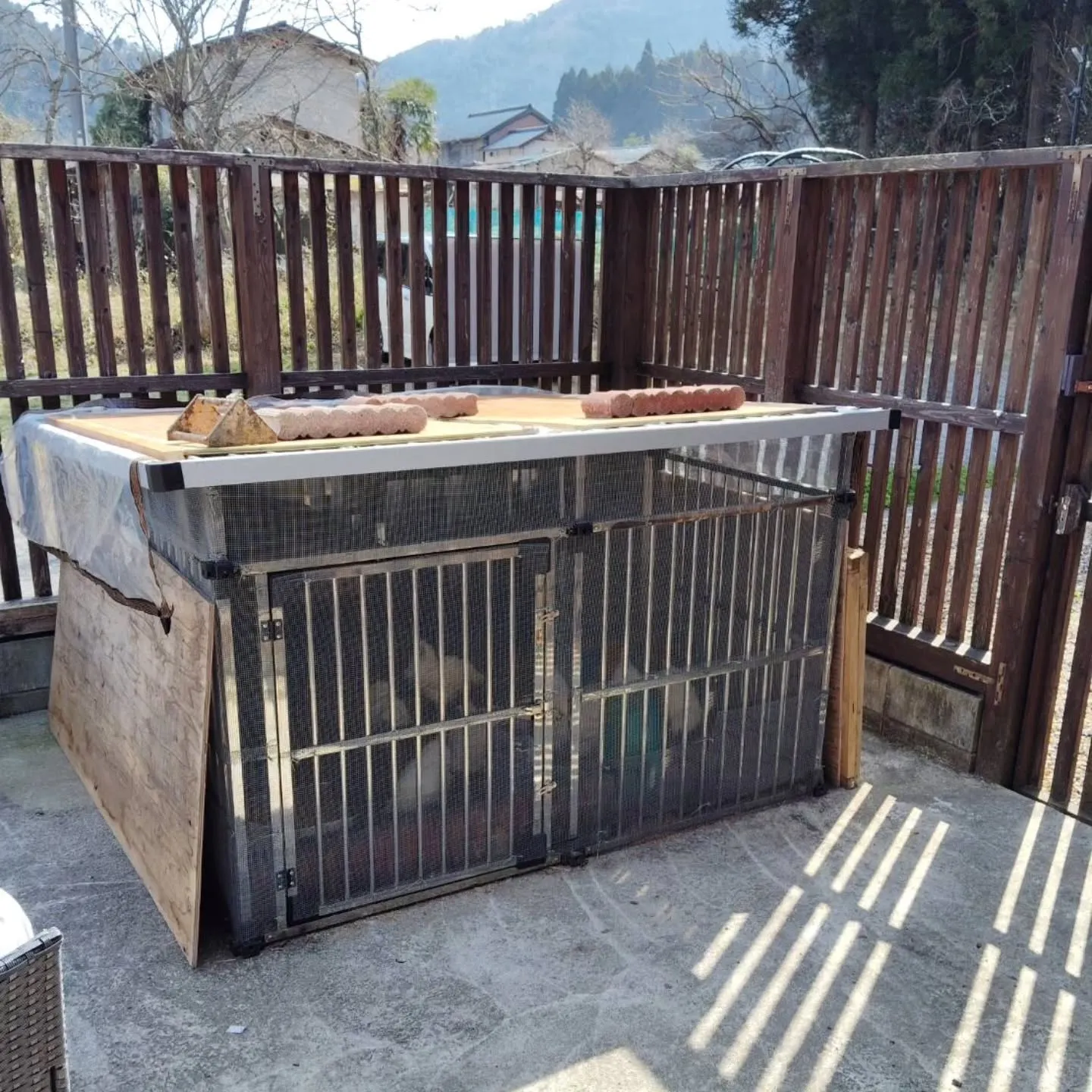 烏骨鶏、広いお部屋に引っ越ししました❗️とてもご機嫌です。