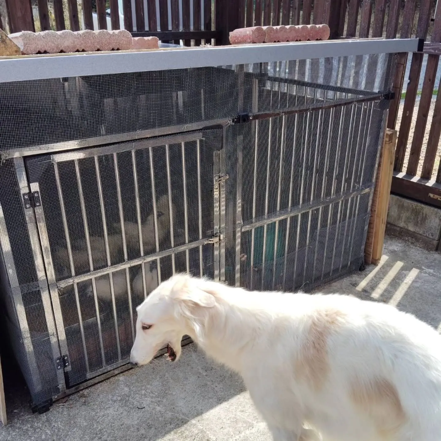 烏骨鶏、広いお部屋に引っ越ししました❗️とてもご機嫌です。