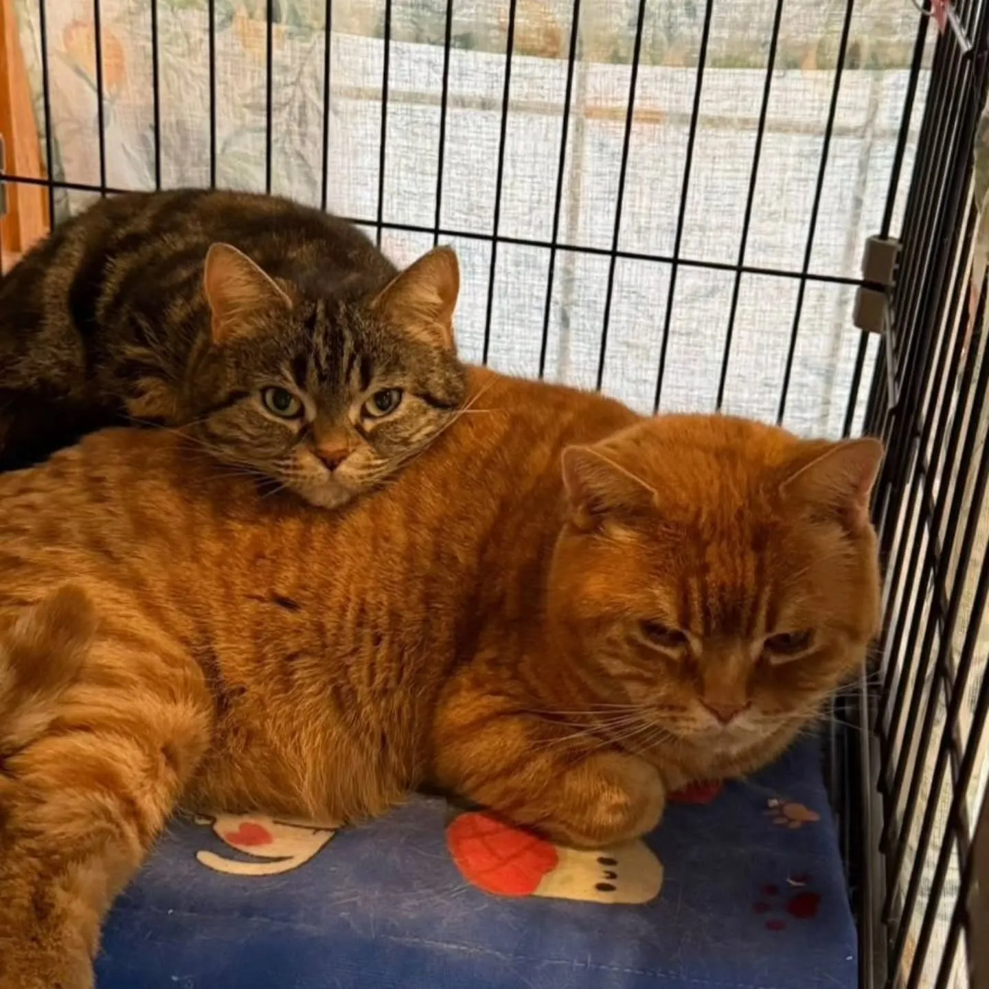 いつもありがとうございます。