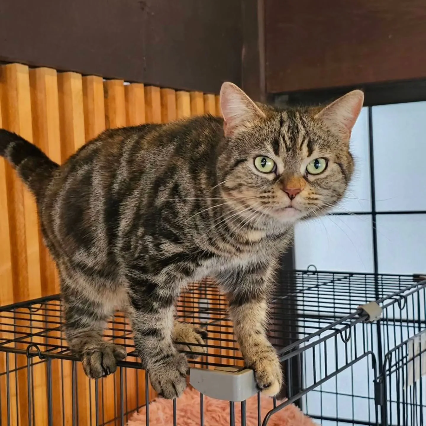 いつもありがとうございます。