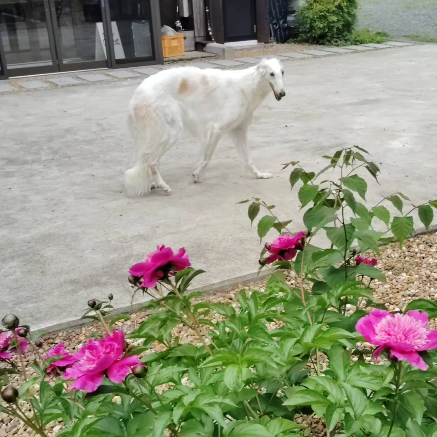 芍薬、今年も綺麗に咲きました！