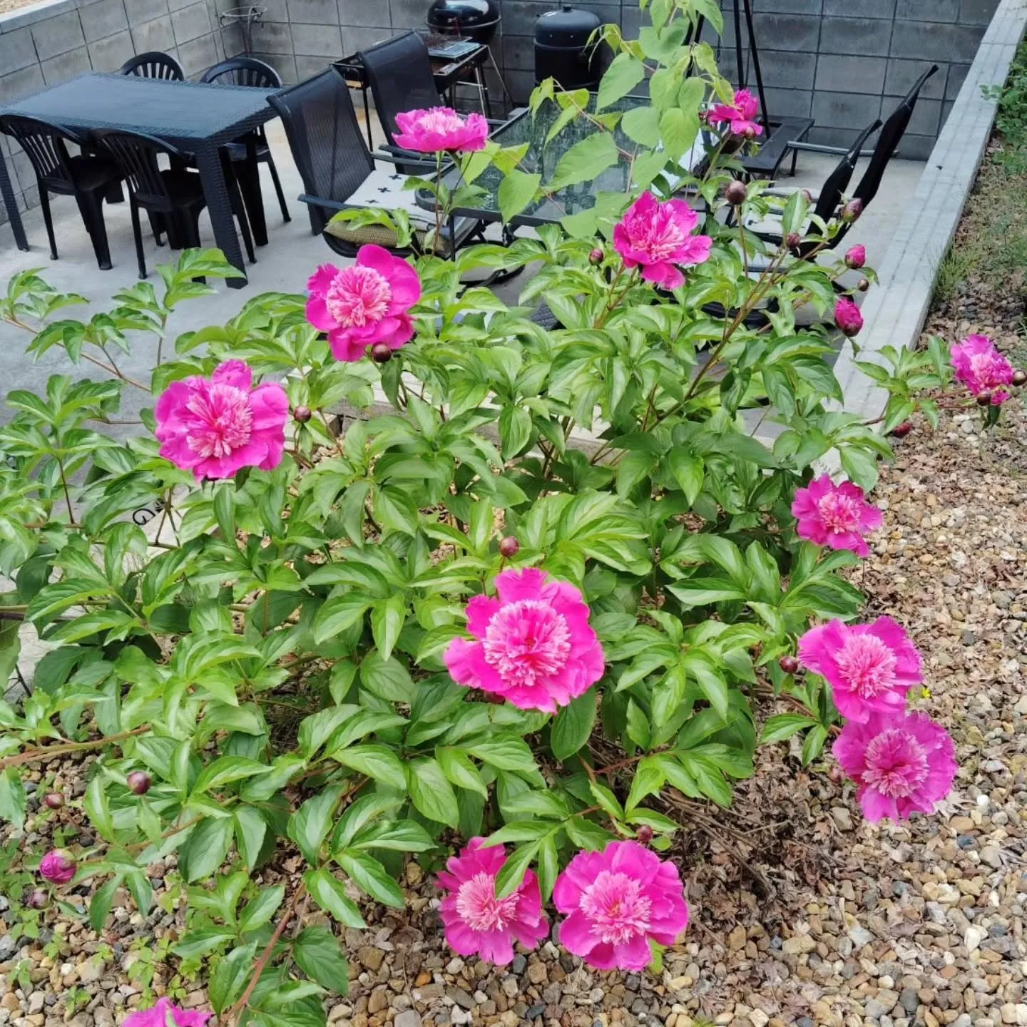 芍薬、今年も綺麗に咲きました！