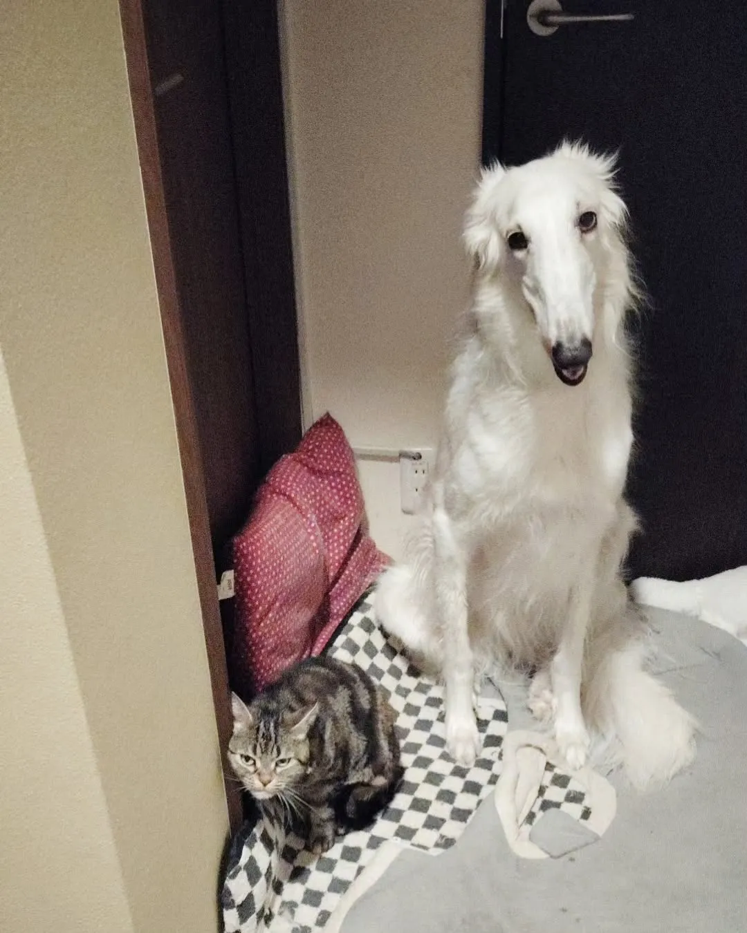 雨の週末(=^・^=)