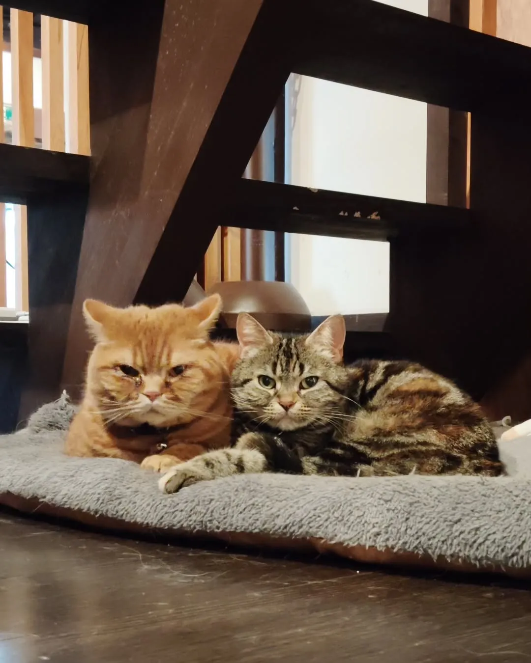 雨の週末(=^・^=)