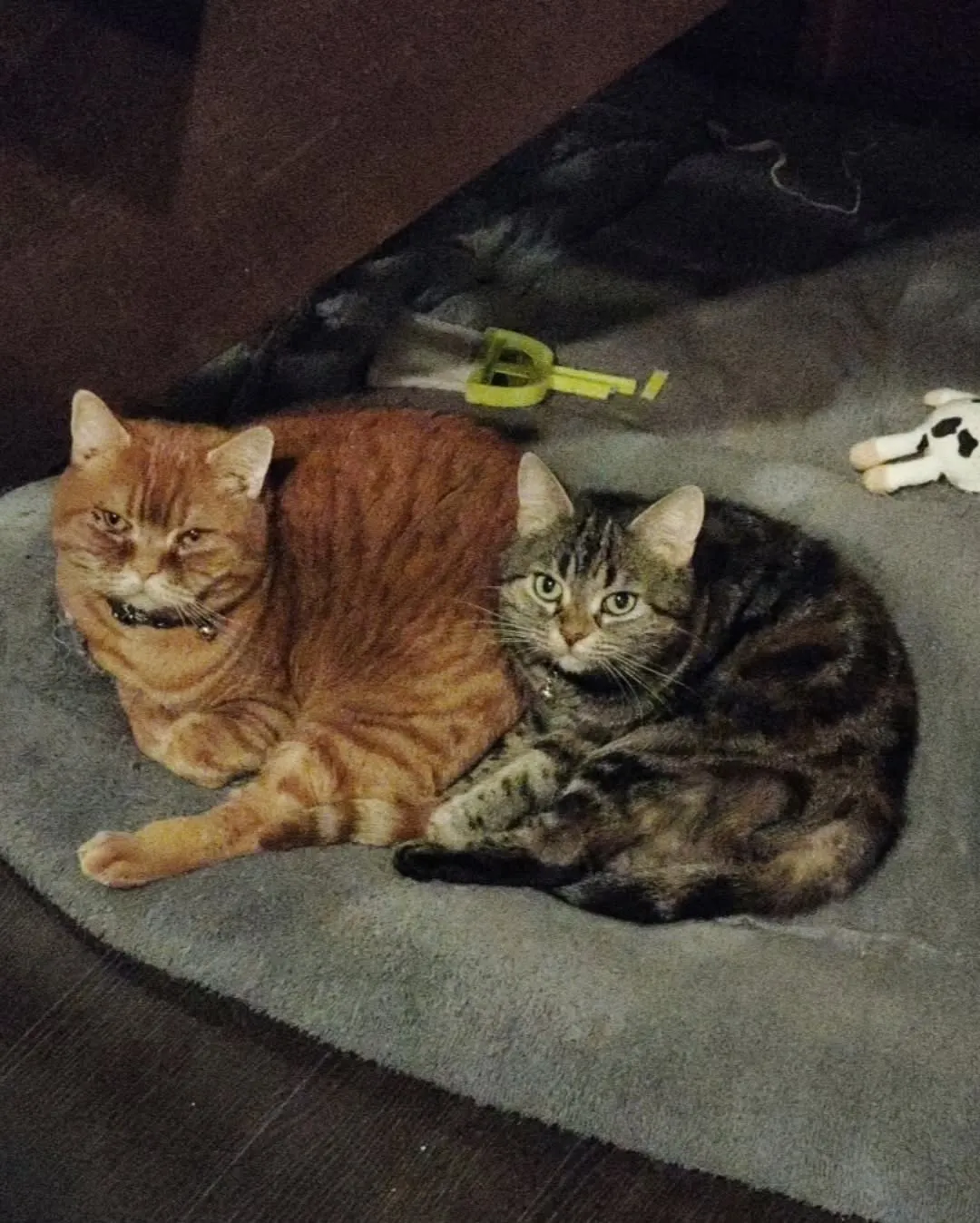 雨の週末(=^・^=)