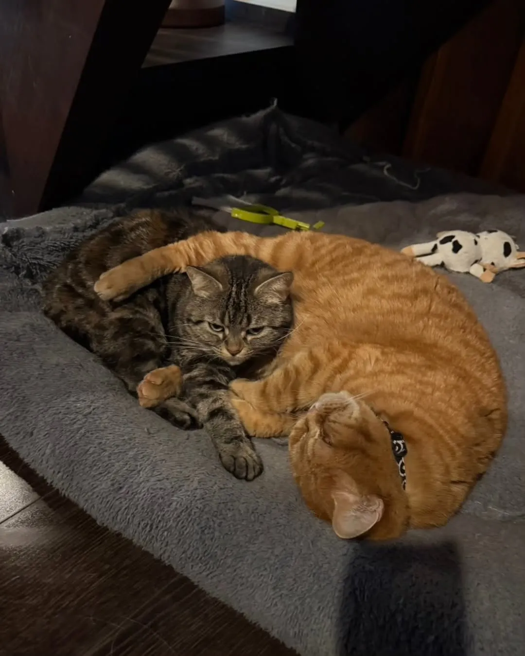 雨の週末(=^・^=)