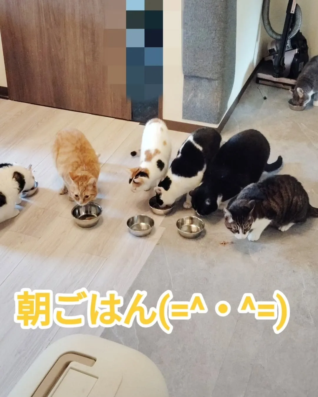 今朝の二階の住猫達(=^・^=)