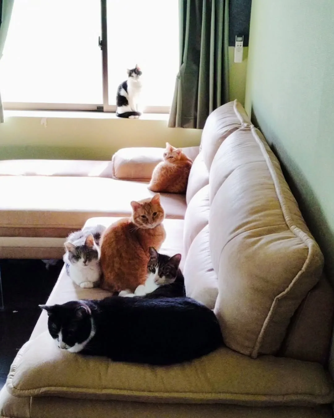 今朝の二階の住猫達(=^・^=)