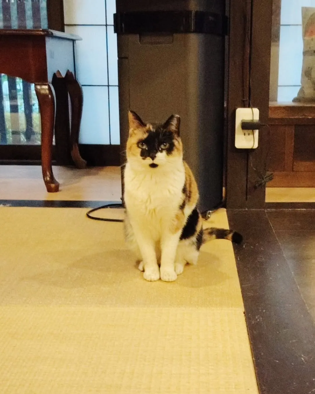 今朝の二階の住猫達(=^・^=)