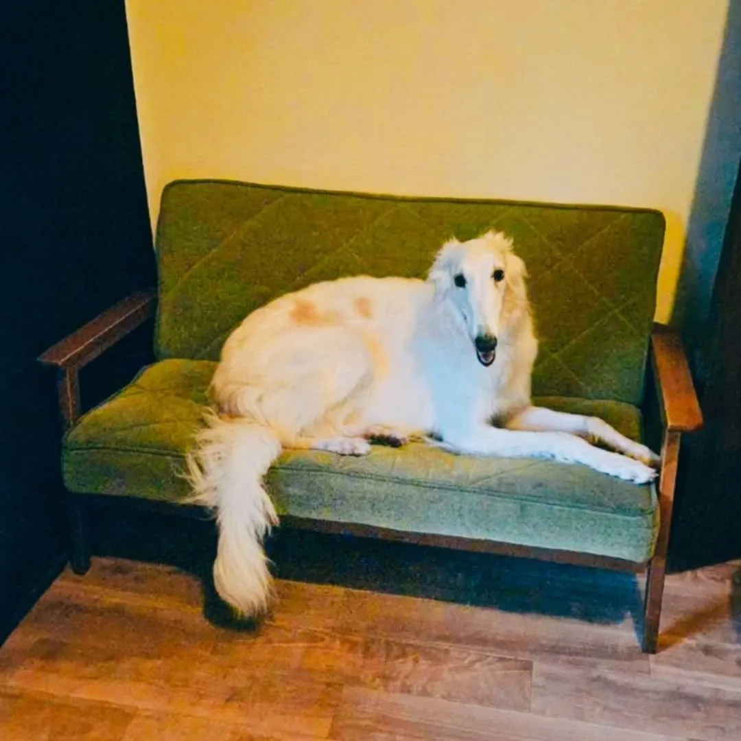 先日、知人にいただいた可愛いグリーンのソファ🥰ケリーのお気に...