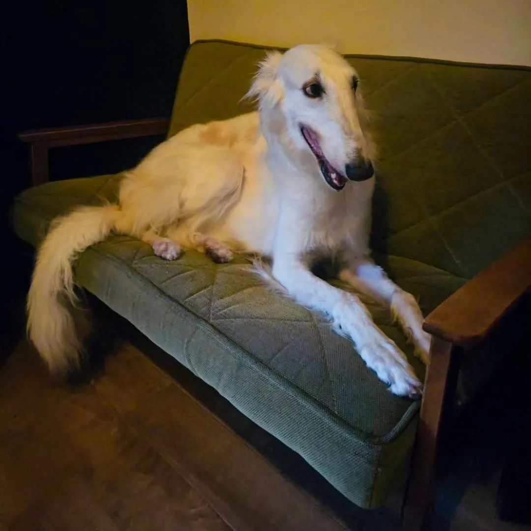 先日、知人にいただいた可愛いグリーンのソファ🥰ケリーのお気に...