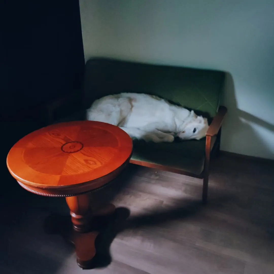 先日、知人にいただいた可愛いグリーンのソファ🥰ケリーのお気に...