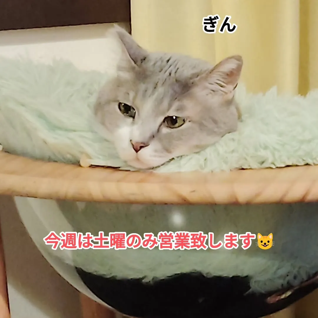 いつもありがとうございます。