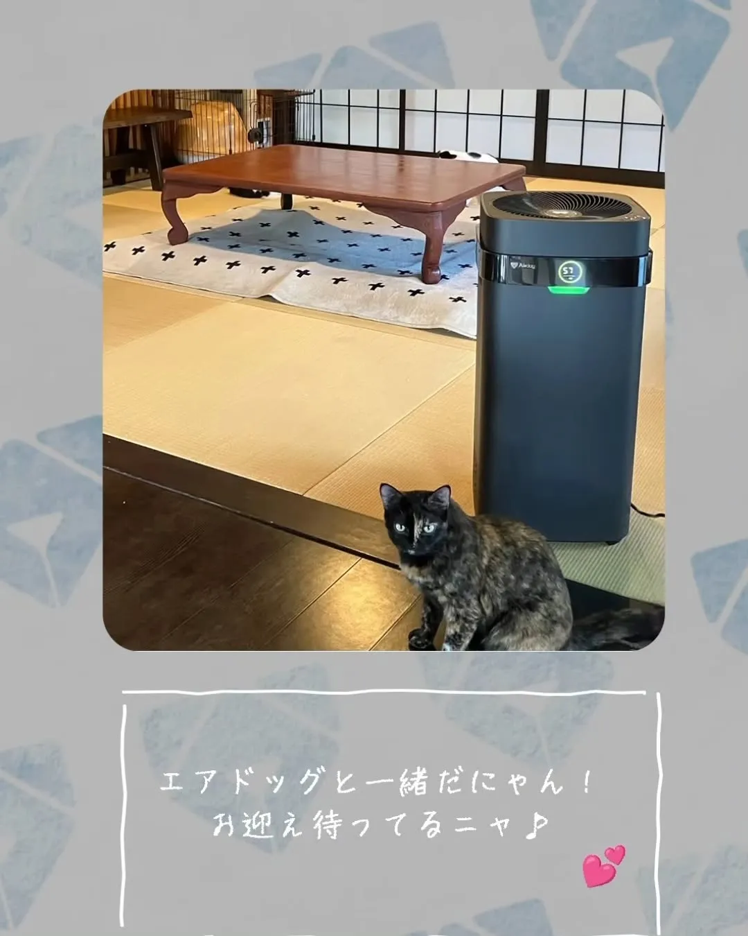 美山cafe marcoの初代在籍ゴマちゃんAirdogのI...