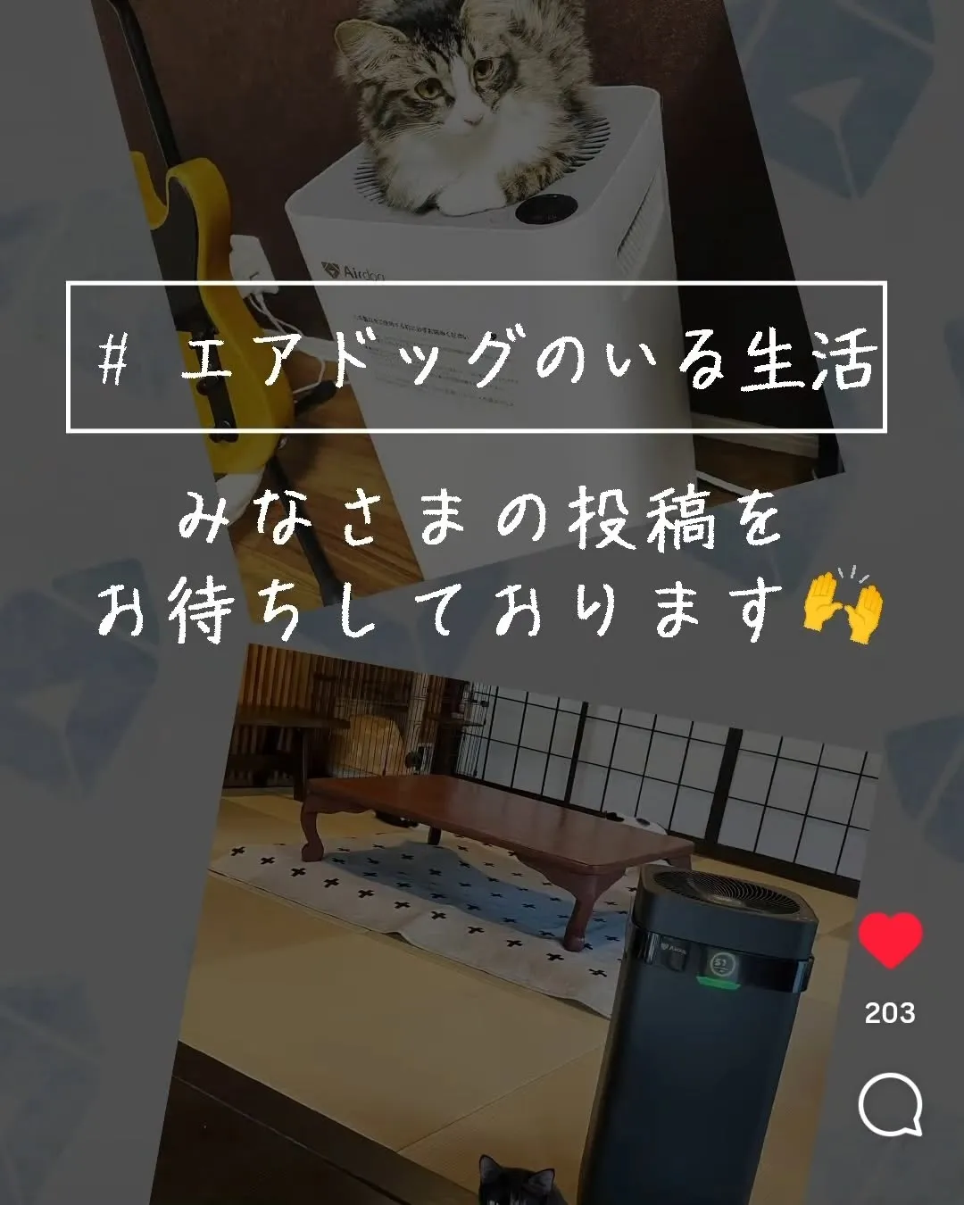 美山cafe marcoの初代在籍ゴマちゃんAirdogのI...