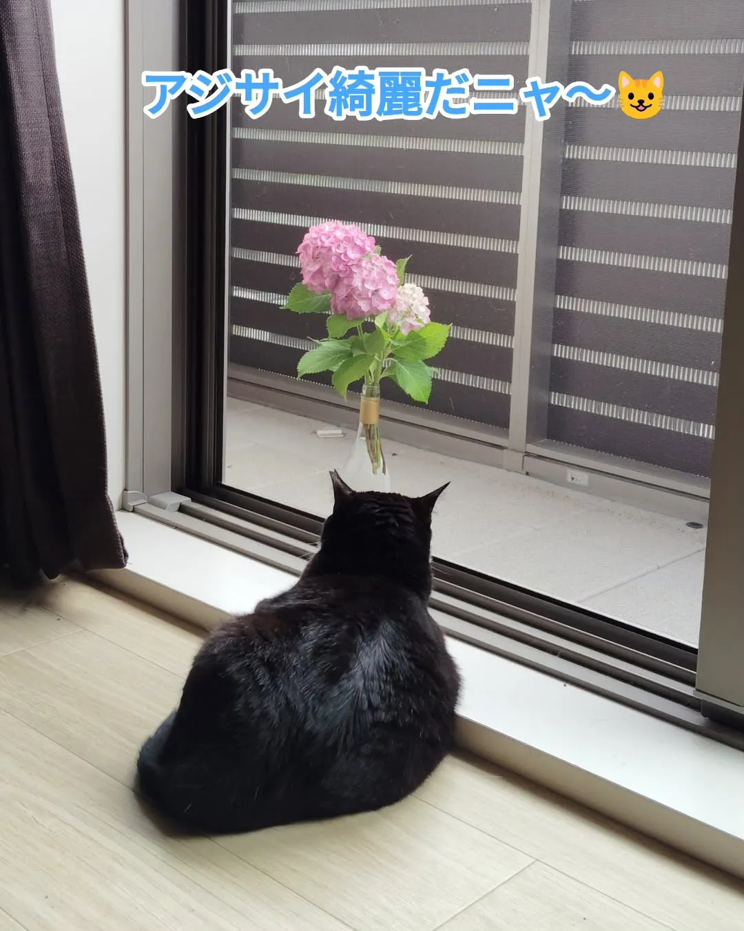 とても綺麗なアジサイいただきました😊花瓶なかったので空き瓶で...