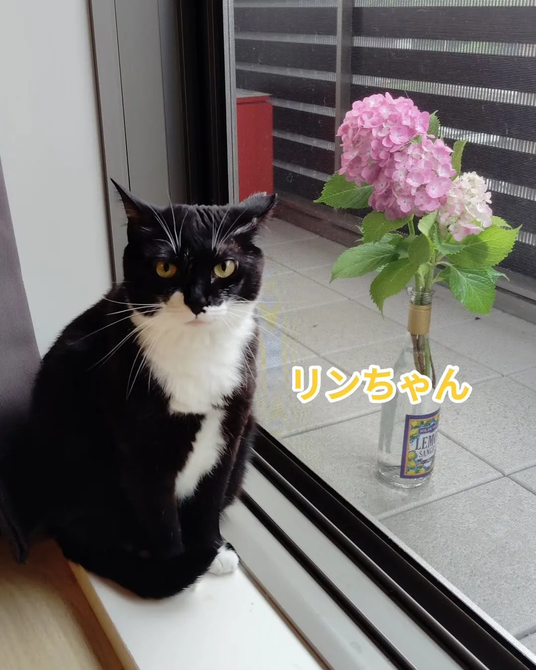 とても綺麗なアジサイいただきました😊花瓶なかったので空き瓶で...