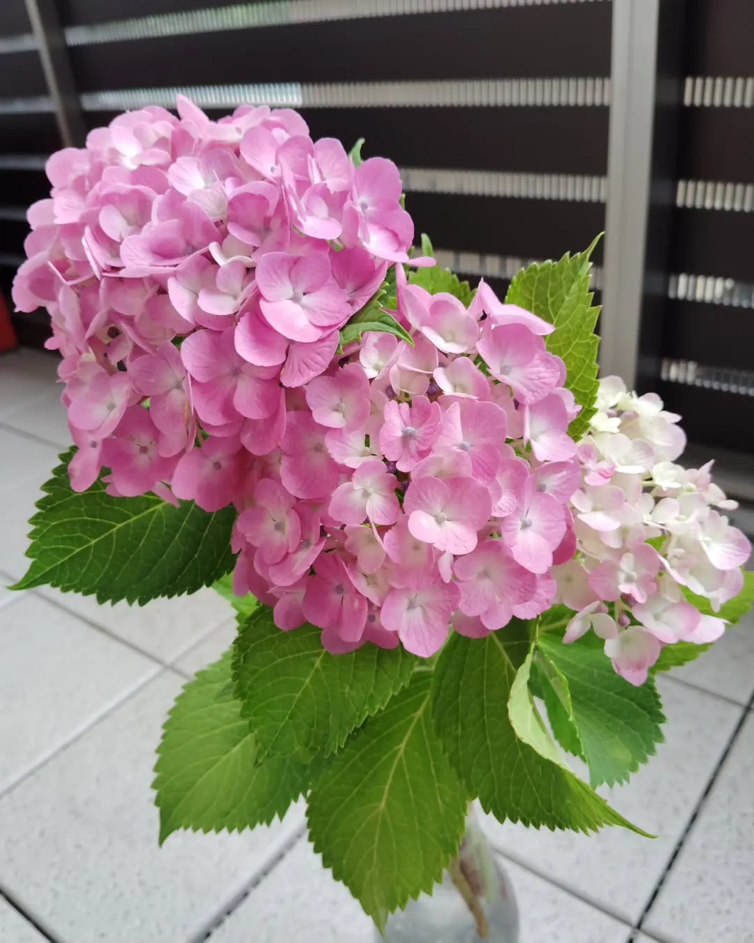 とても綺麗なアジサイいただきました😊花瓶なかったので空き瓶で...