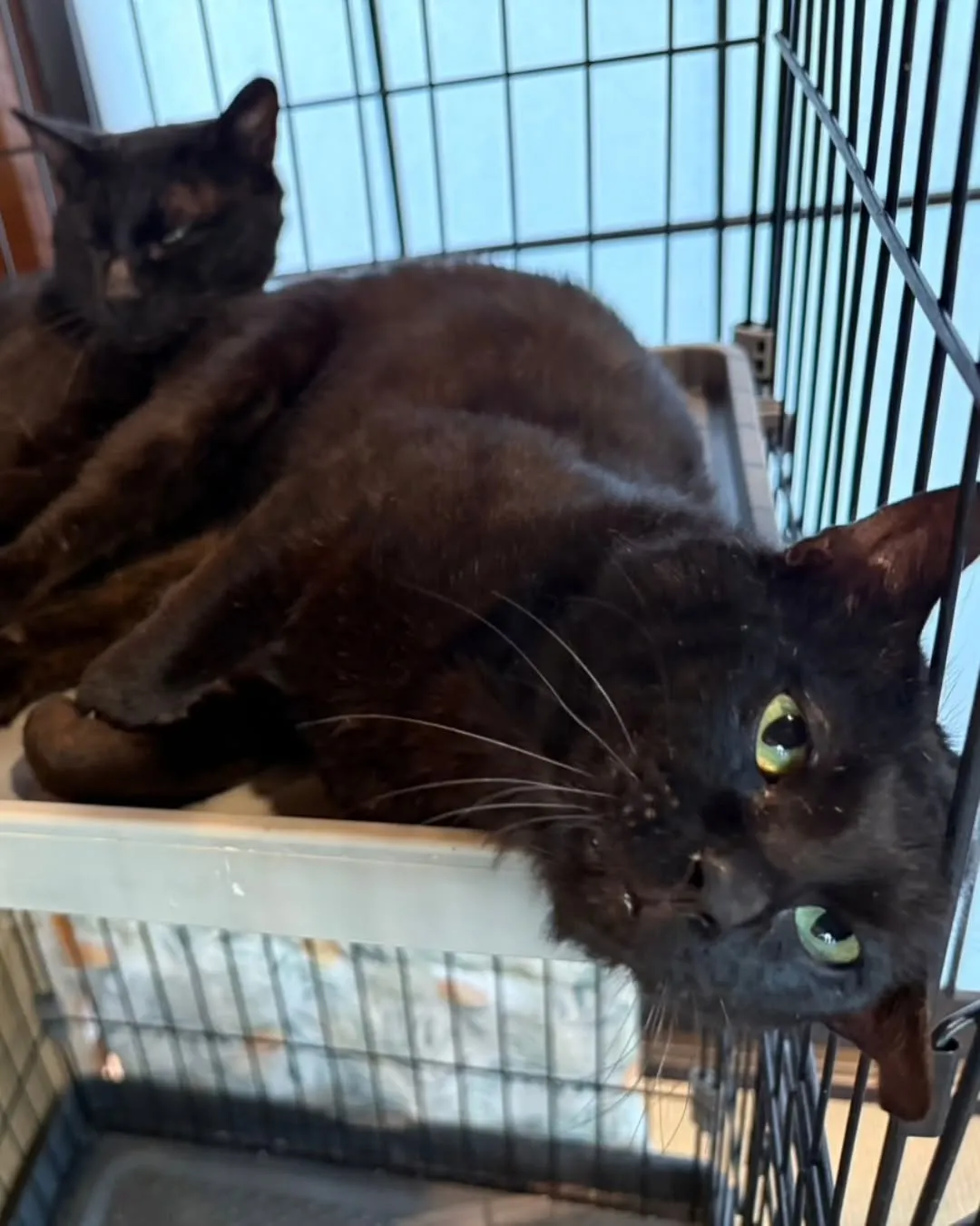 今日は夕方までお天気良さそうです。