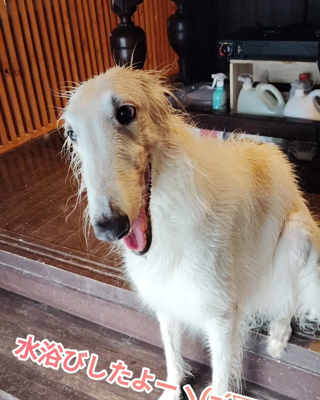 畑の野菜の水やりのついでにケリーも水浴びしたよ！