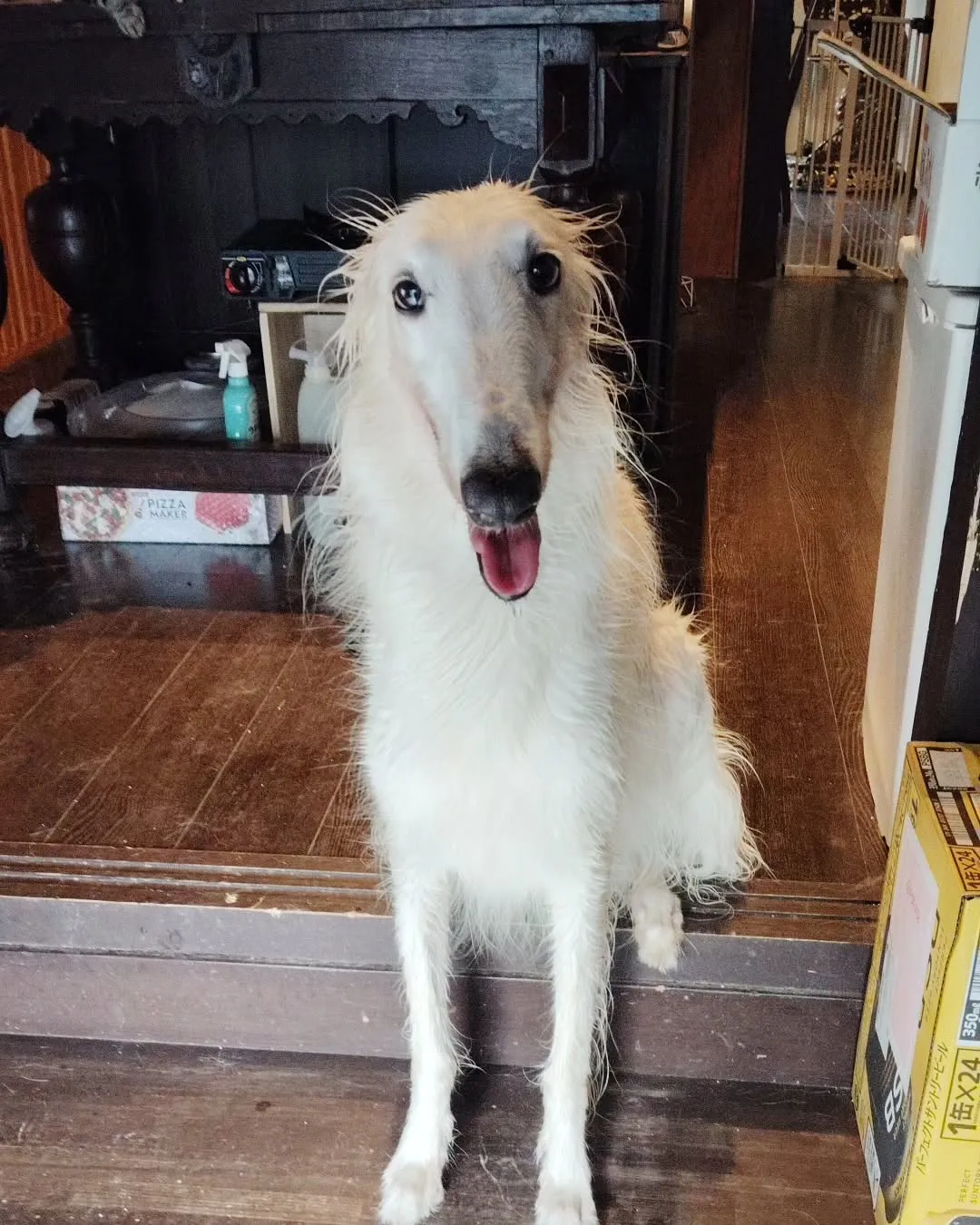 畑の野菜の水やりのついでにケリーも水浴びしたよ！