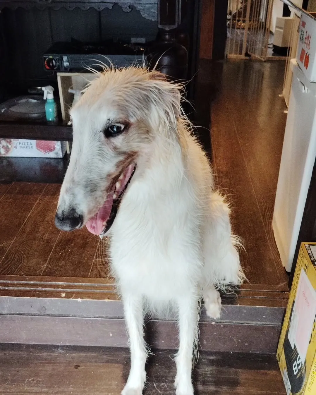 畑の野菜の水やりのついでにケリーも水浴びしたよ！