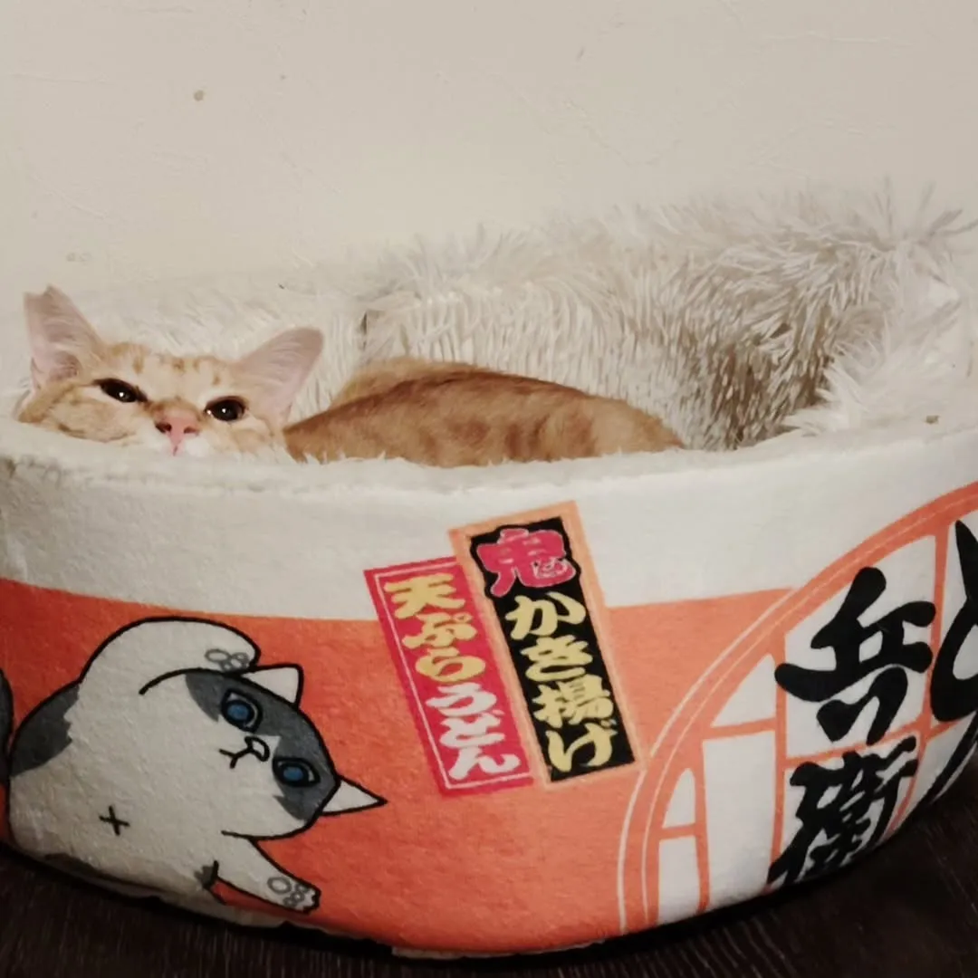 いつもありがとうございます。