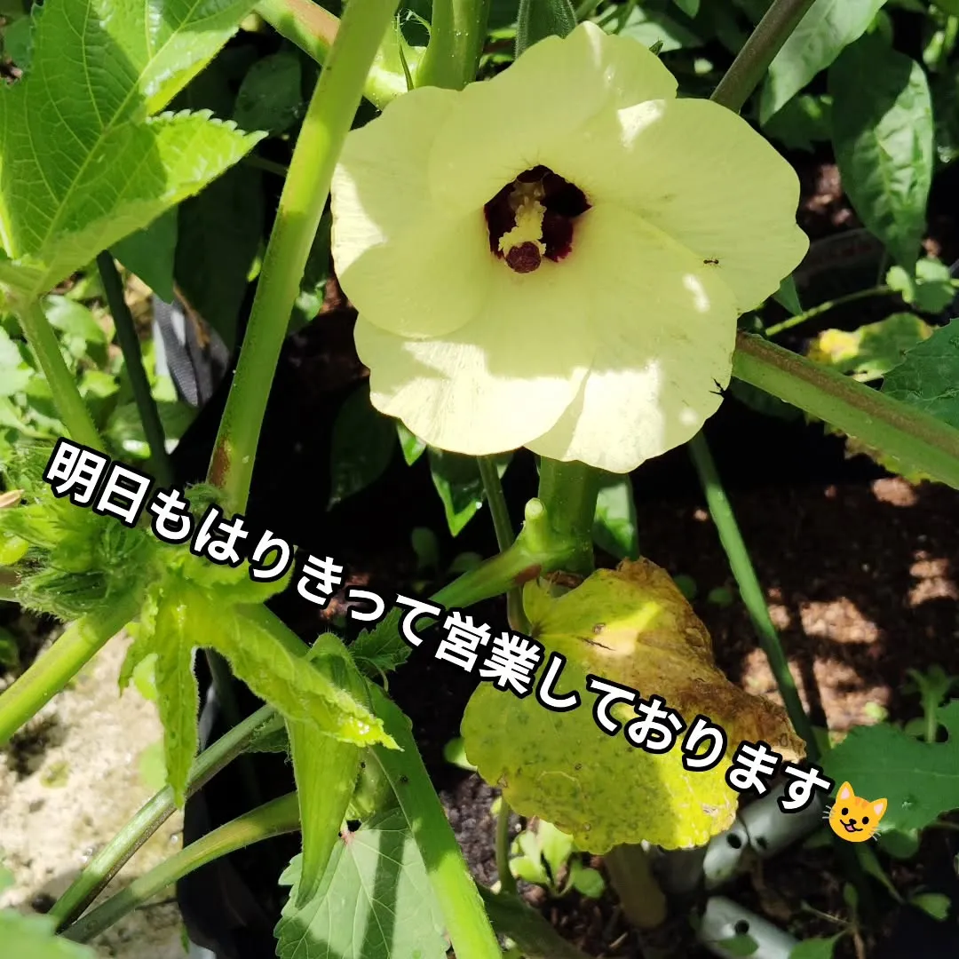 本日、たくさんのお客様ご来店くださりありがとうございました🙇...