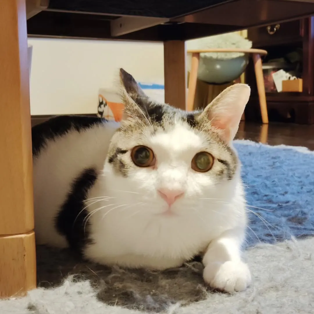 おはようございます。