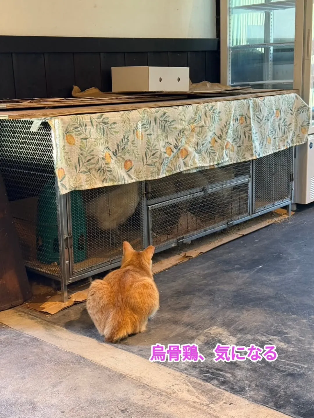 いつもありがとうございます。