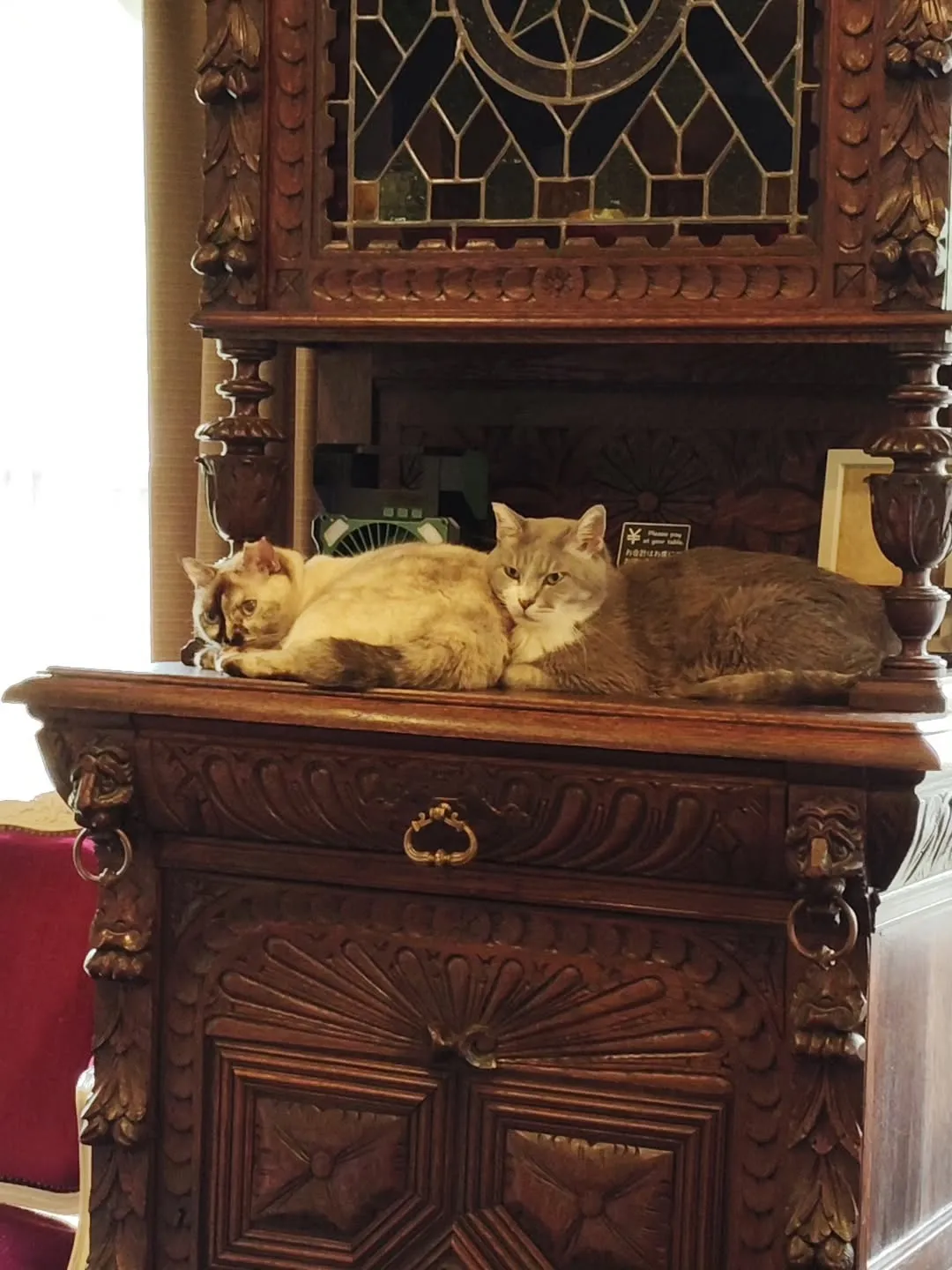 marcoの可愛いニャンコ達