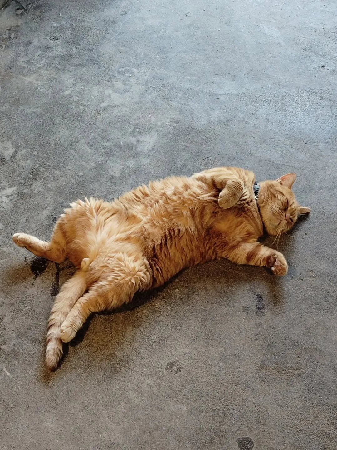 marcoの可愛いニャンコ達