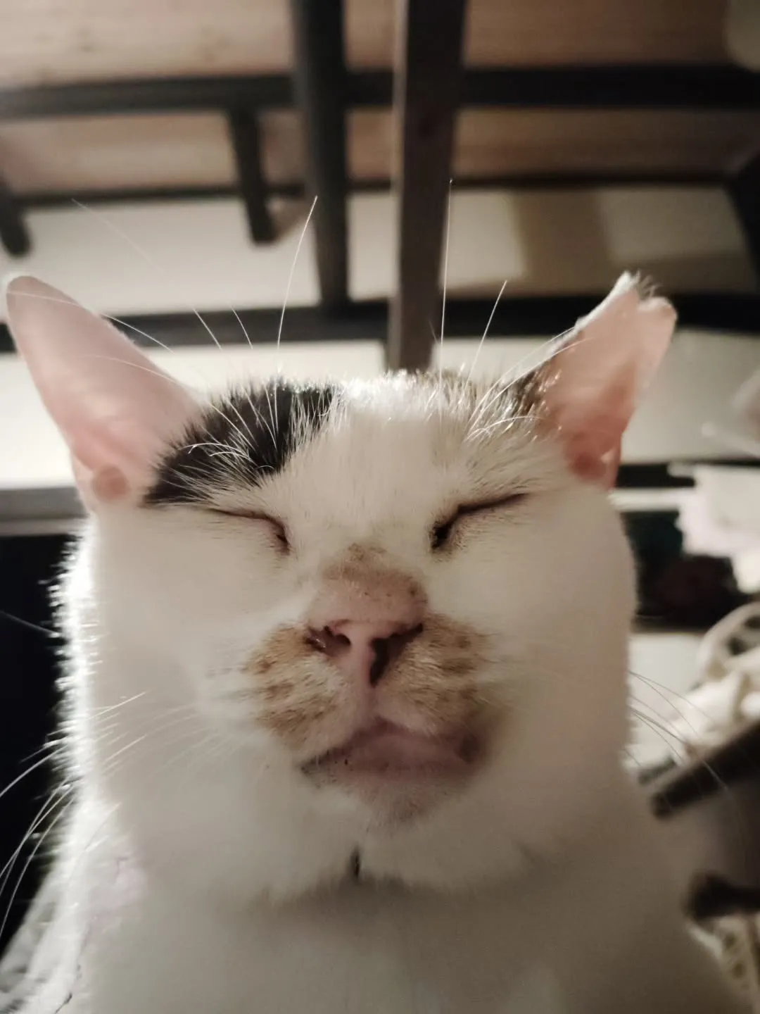 marcoの可愛いニャンコ達