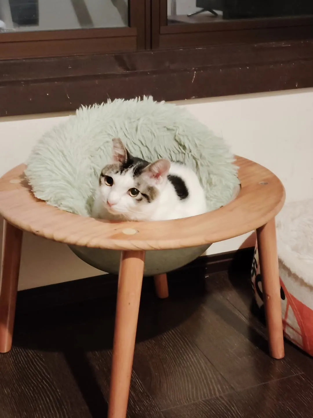 marcoの可愛いニャンコ達