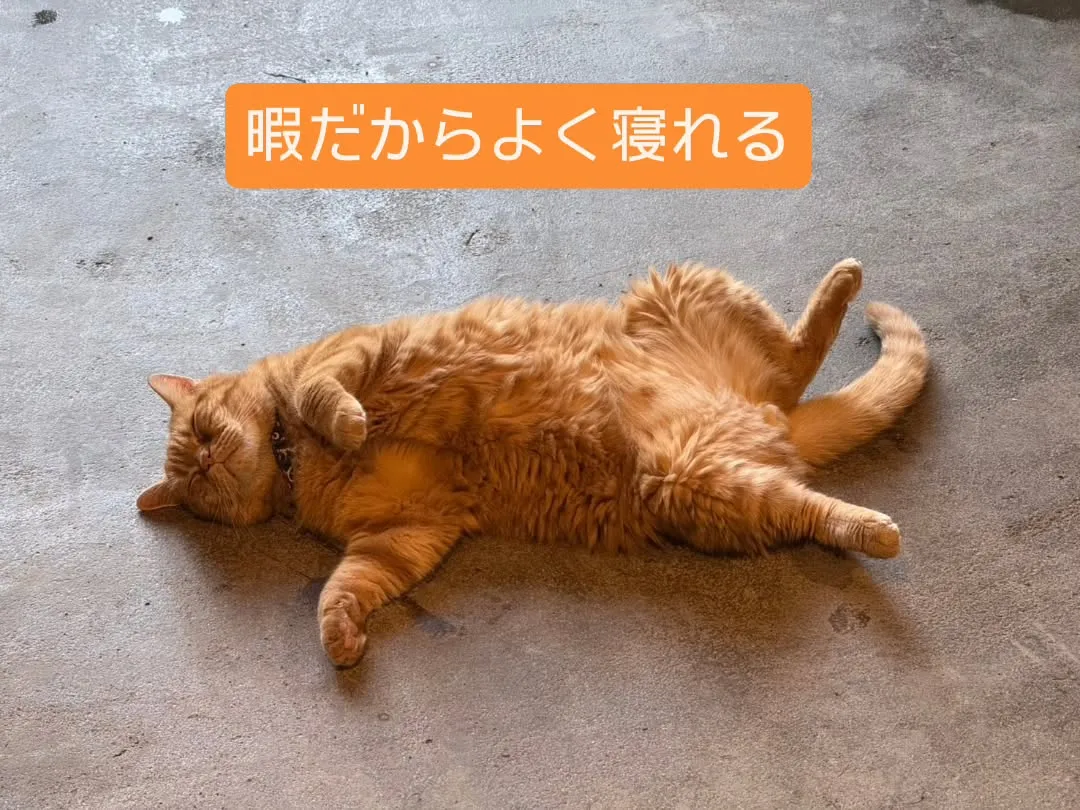 今日は静かな土曜日です。