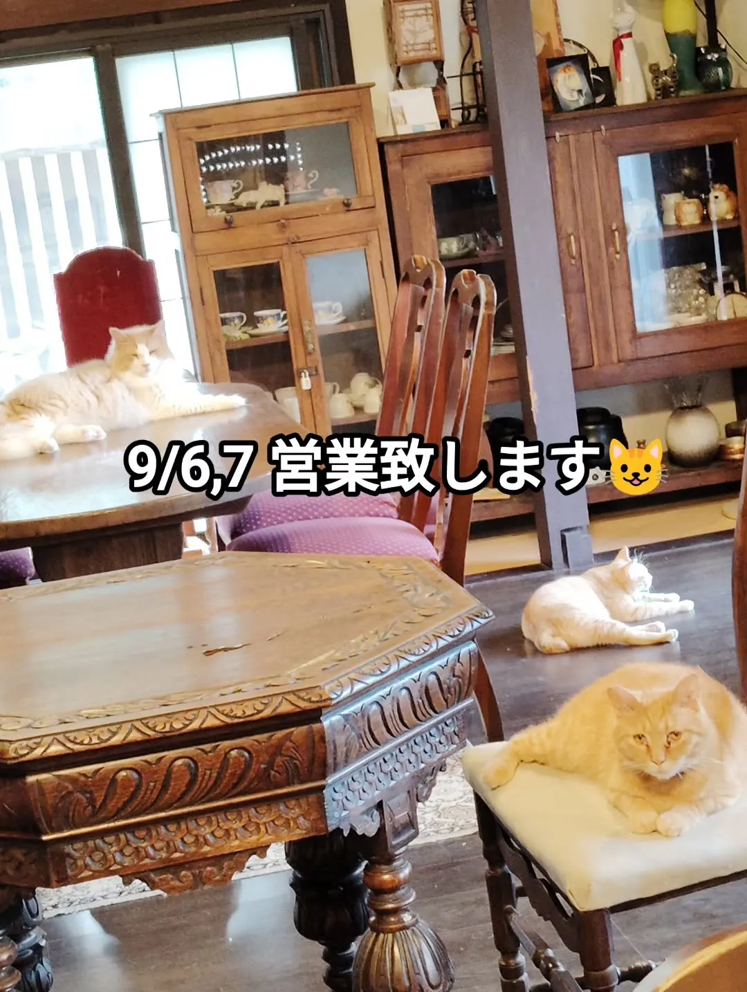 南丹市　猫と触れ合えるカフェ