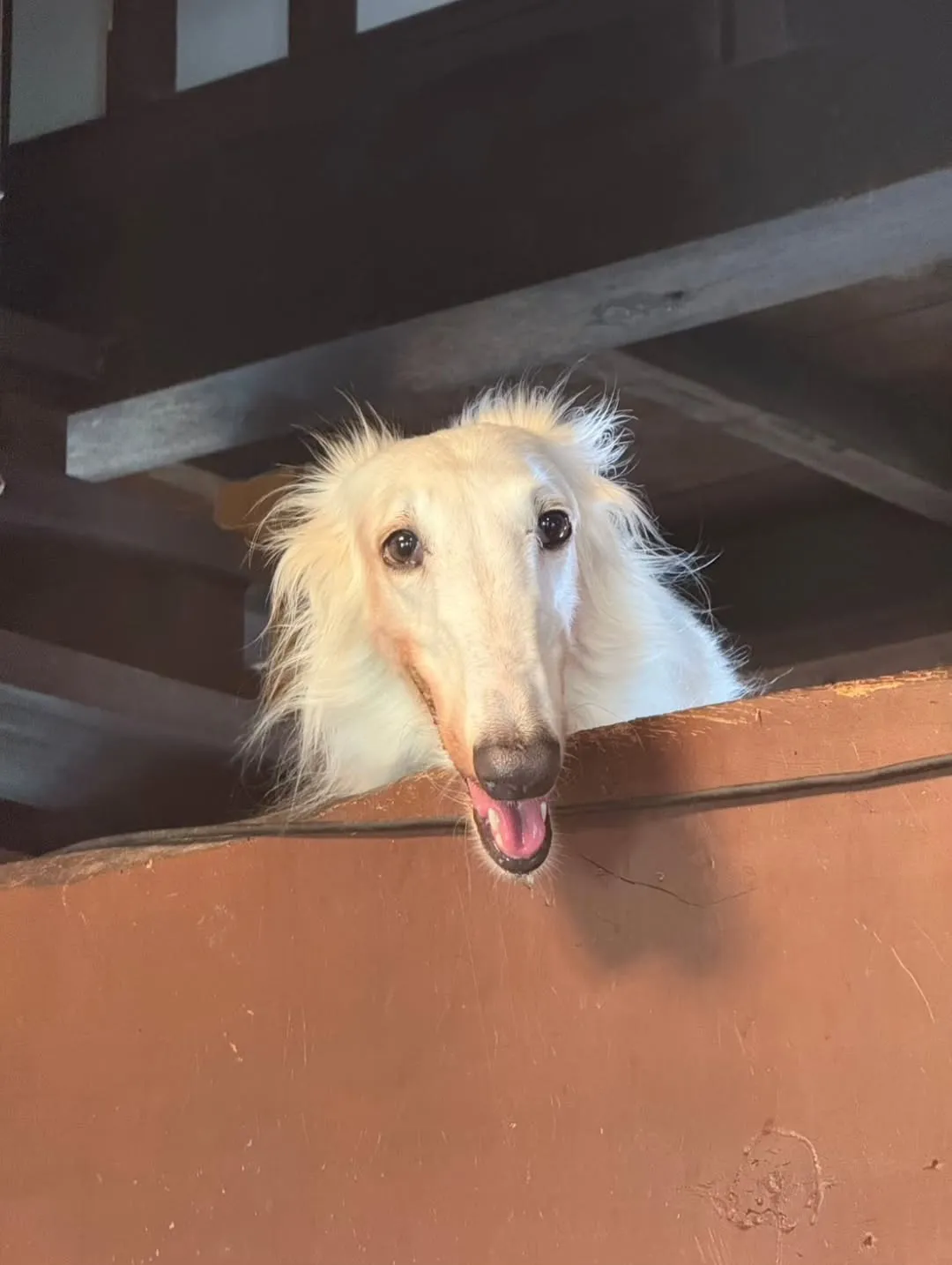 南丹市　猫と触れ合えるカフェ