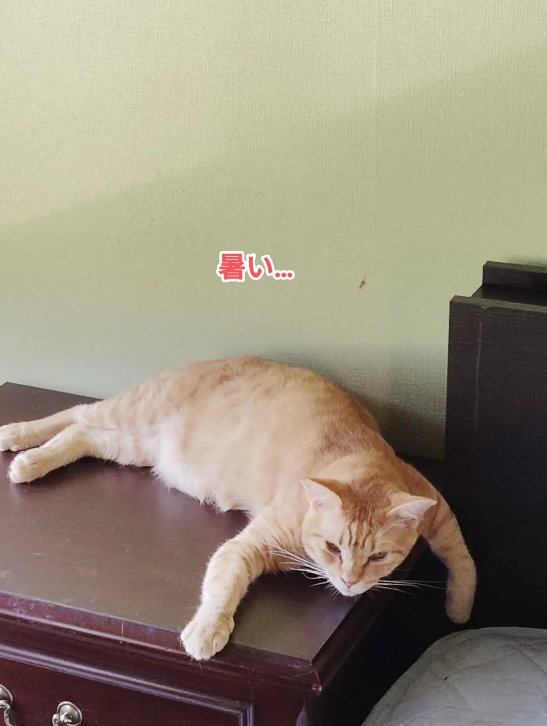 立派な松茸届きました♬