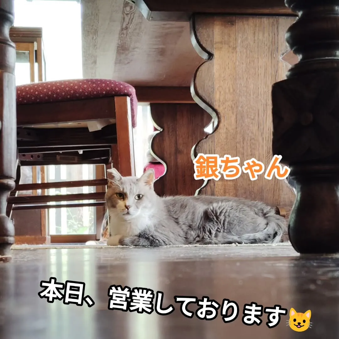 美山町カフェmarco