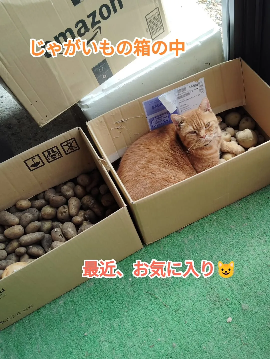 じゃがいもの箱の中が最近のお気に入り。