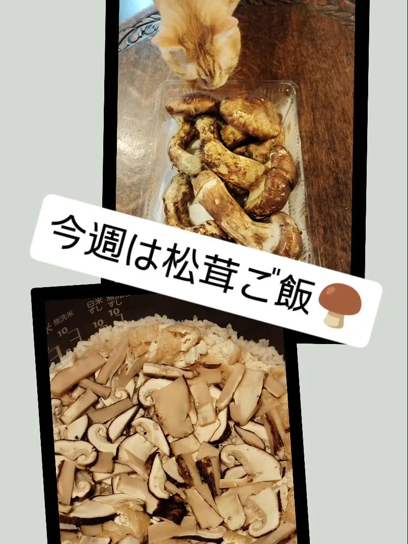 今週は松茸ご飯ご用意しています🍄‍🟫