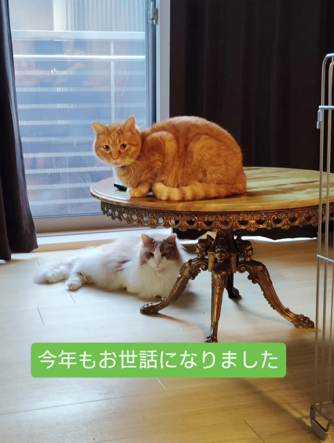 皆様、良いお年をお迎えくださいませ😺🐴