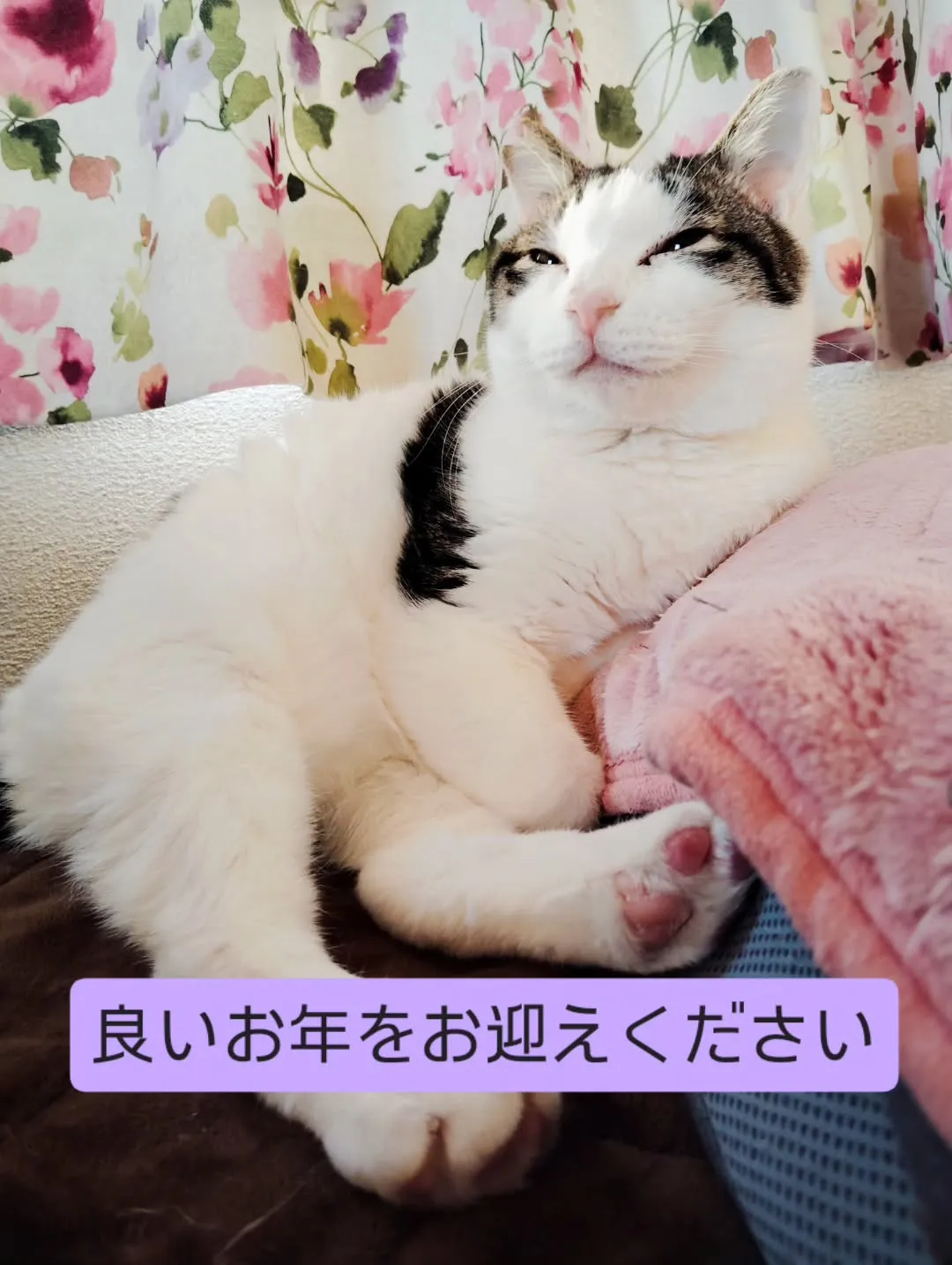 皆様、良いお年をお迎えくださいませ😺🐴