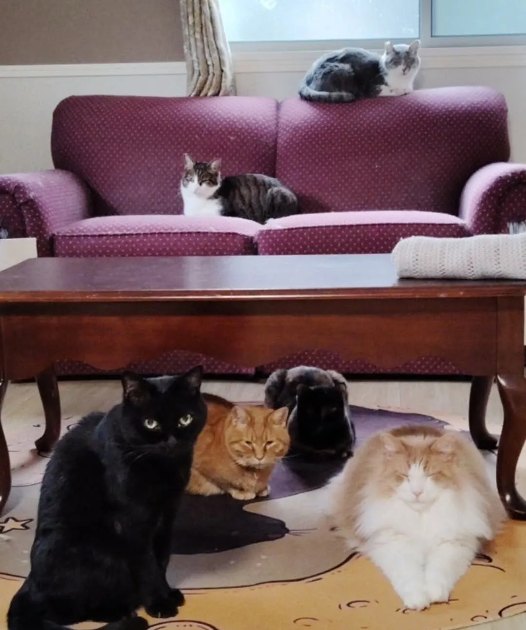 珍しく集合写真撮れた😺可愛いのー❣️