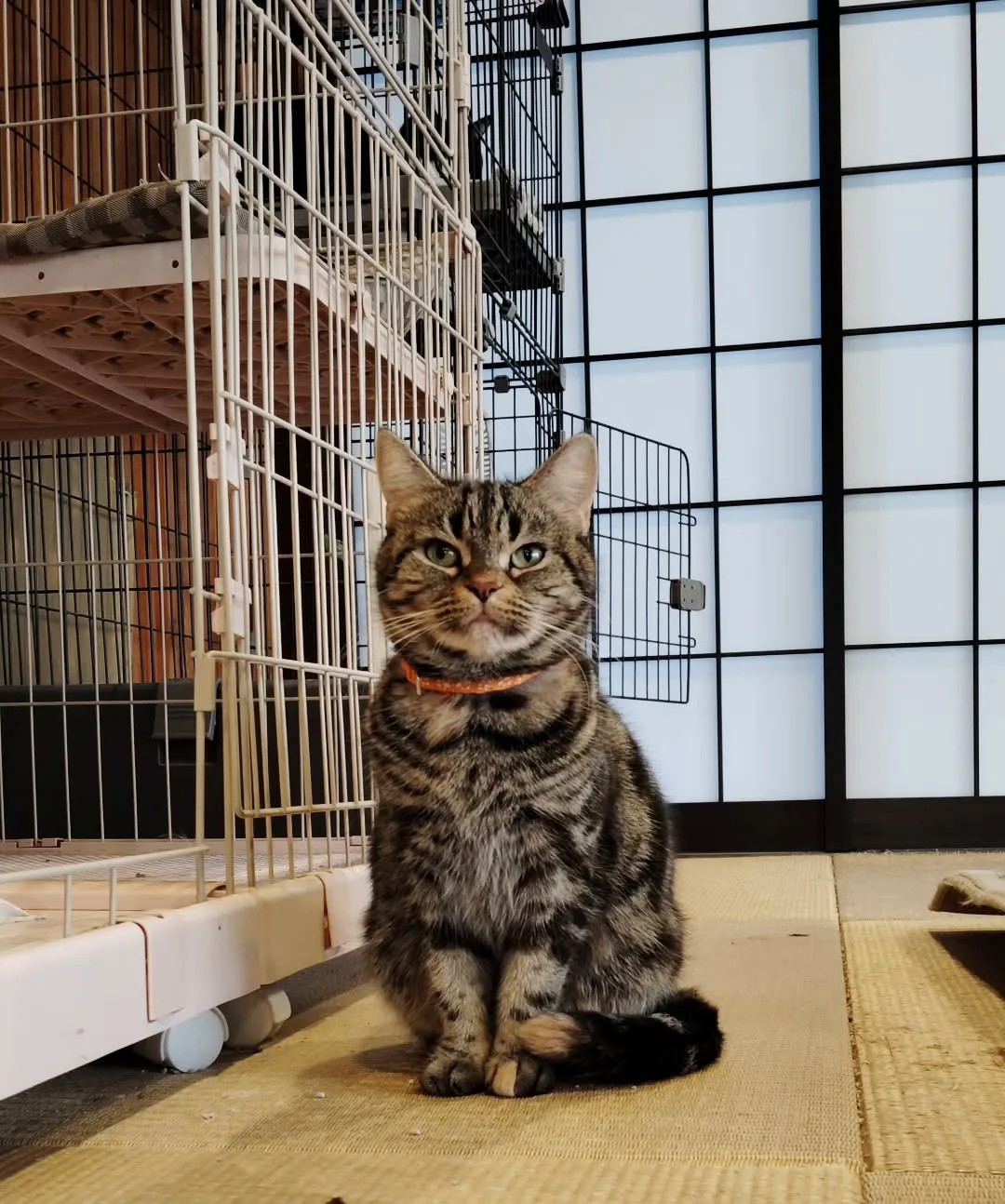 珍しく集合写真撮れた😺可愛いのー❣️