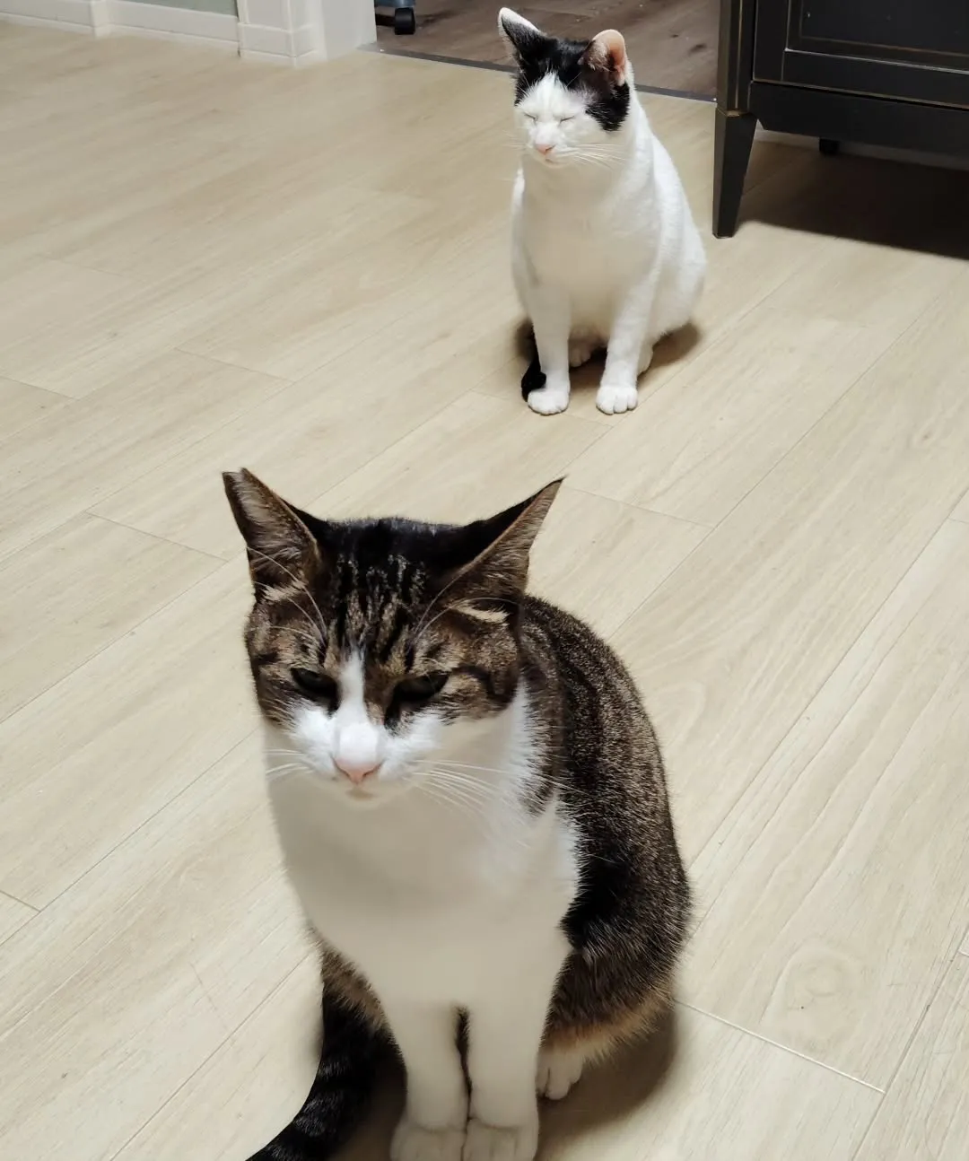 珍しく集合写真撮れた😺可愛いのー❣️