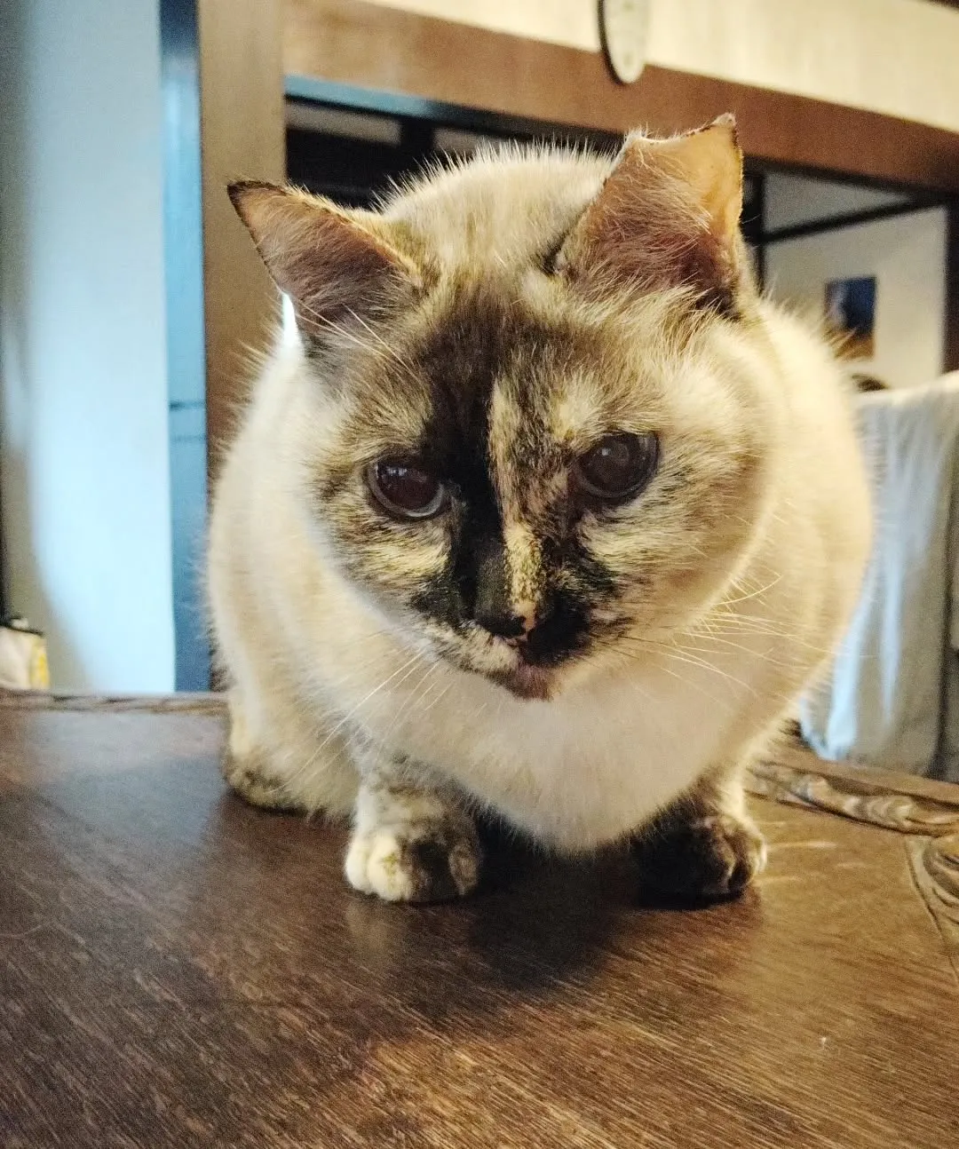 珍しく集合写真撮れた😺可愛いのー❣️