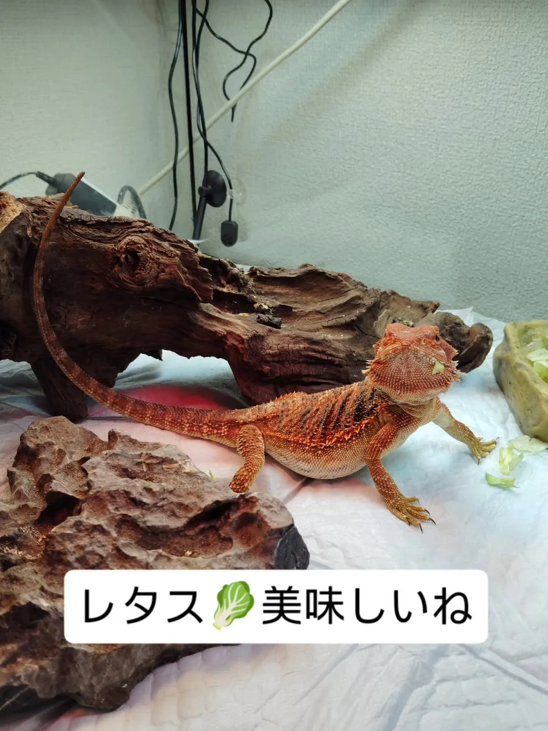 フトアゴヒゲトカゲのオレンジちゃん