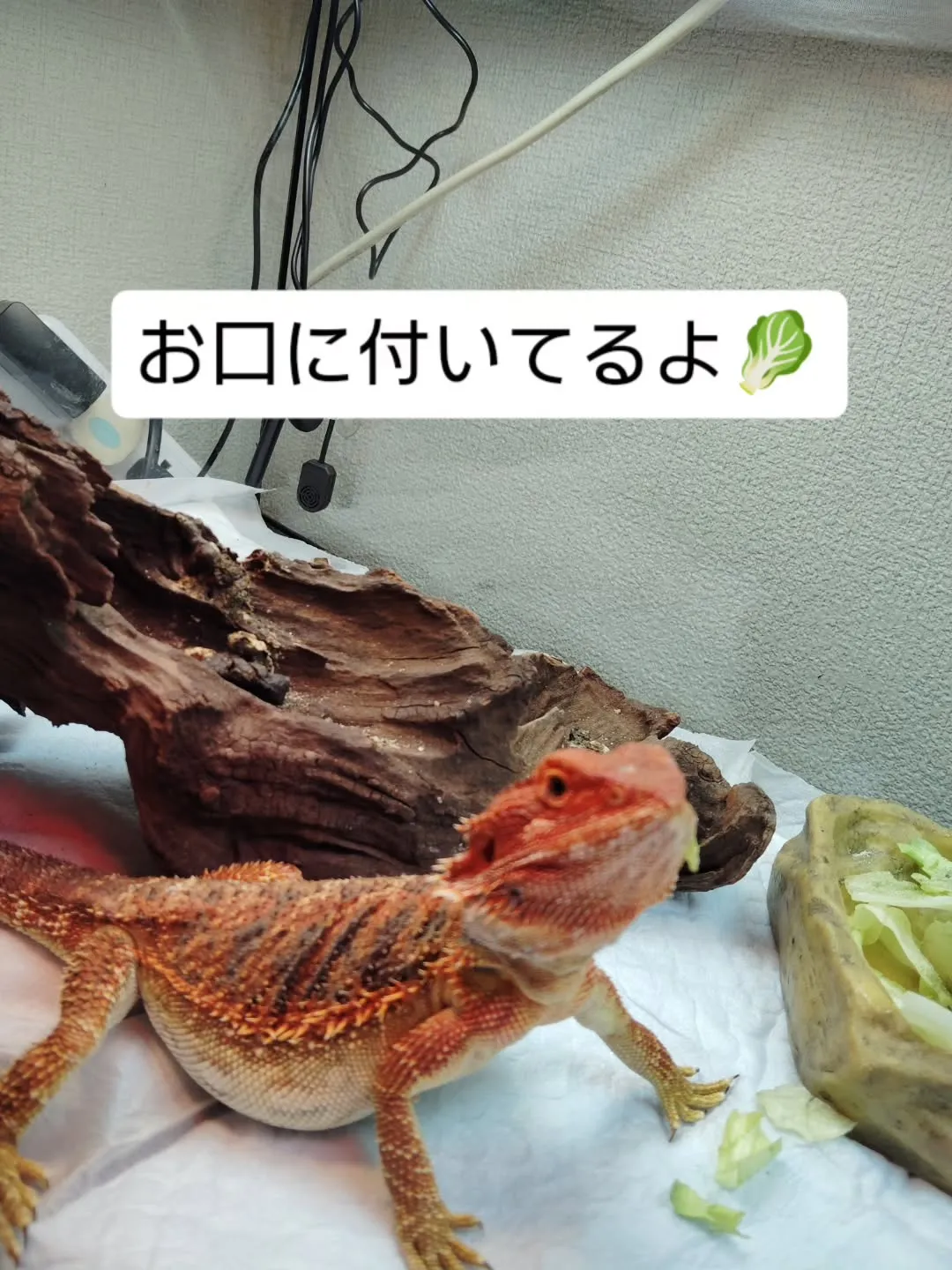 フトアゴヒゲトカゲのオレンジちゃん